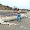 Ballena jorobada, que se varó en playa de Posorja, fue enterrada