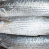 Hallazgo científico alerta sobre parásito en la lisa, pescado popular en Ecuador