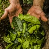 Guayusa, la hoja sagrada de la Amazonía