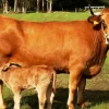 Ganaderos de Morona Santiago importarán vacas españolas