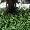 Gremios piden a supermercados de Europa y EEUU asumir coste justo de bananas