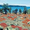 Cactus emblemático de Galápagos volvió a proliferar 70 años después