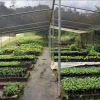 Cultivos de café se vinculan con la conservación de aves
