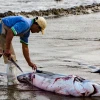 Comisión europea insta a Ecuador a intensificar lucha contra la pesca ilegal 