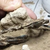 Fósil de un pájaro carpintero de hace 200.000 años fue hallado en Argentina