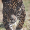 Jaguares, un símbolo de la conservación en Pastaza