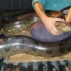 Sucumbíos: rescatan anaconda de más 4 metros de longitud en zona urbana de Lago Agrio
