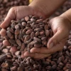 2020, el año del cacao ecuatoriano