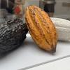 El cacao ecuatoriano se exhibe en Madrid