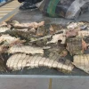 2 personas fueron aprehendidas por tráfico ilegal de carne de especies amenazadas