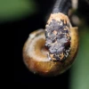 En Ecuador se descubrieron cinco especies de serpientes ‘chupa caracoles’