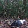 Logran fotos y videos inéditos de las especies del Cuyabeno