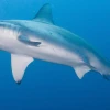Ecuador tiene una nueva reserva marina