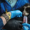 Dos oseznos andinos son rescatados sin su madre en Papallacta