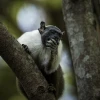 El primate más amenazado de la Amazonía se ahoga ante el avance de la ciudad