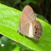 Describen una nueva especie de mariposa en Yasuní