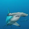 Tiburón viaja 4.000 kilómetros, regresa a Galápagos y no se sabe dónde está