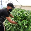 Productos amazónicos tienen potencial con los acuerdos comerciales con México y China