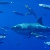 Por primera vez un tiburón blanco fue avistado cerca a Galápagos 