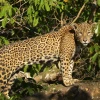 WWF busca respaldo de Latinoamérica para salvar el jaguar, su mayor felino
