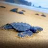 11.580 tortugas marinas nacieron en las playas de Manabí en 2022