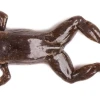 7 nuevas especies de ranas fueron descubiertas en Ecuador