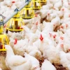 Aranceles entre Ecuador y Colombia elevan costos de la industria avícola