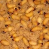 El chontacuro es considerado un “superalimento” para combatir el hambre