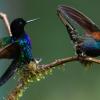 Quito, una capital del 'birdwatching' con 542 especies de aves