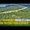 El 42 % de los bosques vírgenes de la Amazonía no tiene protección y pueden desaparecer