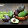 El aguacate ecuatoriano se comienza a exportar a Estados Unidos
