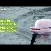 El delfín rosado, de la Amazonía ecuatoriana, está en peligro de extinción
