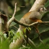 Ecuador prepara canje de deuda para protección de la Amazonía 
