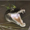 Disminuyen las poblaciones de caimán blanco en un sector de la Amazonía de Ecuador