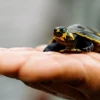 Mujeres siekopai lideran la recuperación de tortugas charapa en la Amazonía ecuatoriana