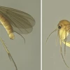 15 nuevas especies de mosquitos de los hongos fueron descritas en Napo