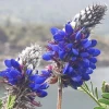 Estudio resalta papel clave de planta andina nativa en conservación de abejas