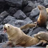 Fortalecen combate contra el tráfico de especies silvestres en Galápagos