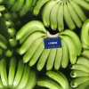 Las exportaciones de banano registraron un repunte en octubre