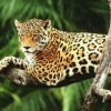 Se estima una población de 2.000 jaguares en el Corredor Napo-Putumayo
