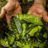 La planta amazónica ecuatoriana de la eterna juventud