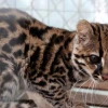 Tigrillo de un mes de edad permanece en zoológico del Coca en proceso de recuperación
