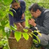 Napo: Ruta Agroproductiva de la Guayusa fortalece cultura kichwa 