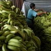 Exportaciones de banano aumentan 6,01 % en primer trimestre de 2023