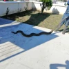Una boa fue rescatada en Sucumbíos
