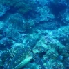 Científicos vigilan temperatura del Wellington, único arrecife estructural de Galápagos