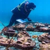 La recuperación de "supercorales" avanza en Galápagos 