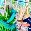 Comunidad Andina recibe cooperación de Alemania para combatir plaga contra el banano