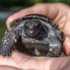 Goliat, tortuga de Galápagos, se convirtió en padre a los 135 años