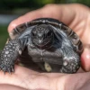 Goliat, tortuga de Galápagos, se convirtió en padre a los 135 años